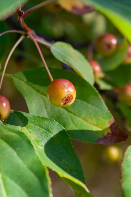 间内健康归 间内健康归