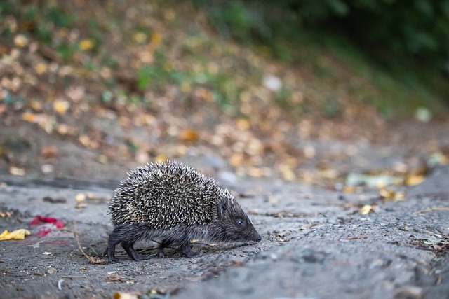 导致球队错 导致球队错